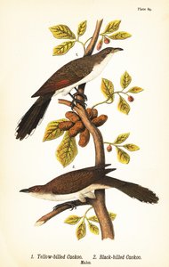 Coucou à bec jaune, Coccyzus americanus 1, et coucou à bec noir, Coccyzus erythropthalmus 2, mâles - John James (after) Audubon