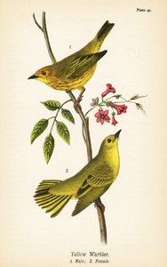 Paruline jaune, Setophaga petechia, mâle 1, femelle 2 - John James (after) Audubon