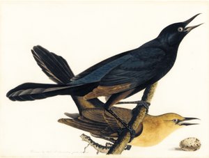 Un couple de Quiscales à longue queue - John James Audubon