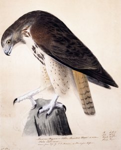 Buse américaine ou faucon à poitrine blanche - John James Audubon