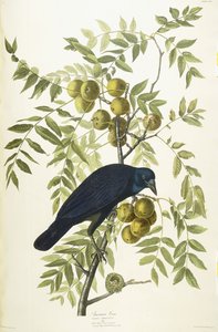 Corbeau américain, 1833 - John James Audubon
