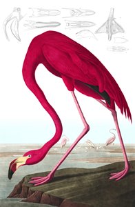Flamant rose américain, Phoenicopterus Ruber, de "Les Oiseaux d