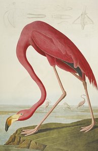 Flamant américain, de "Les Oiseaux d
