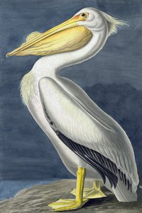 Pélican blanc d