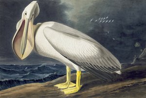 Pélican blanc d