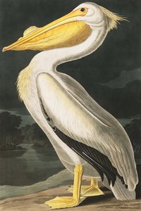 Pélican blanc d