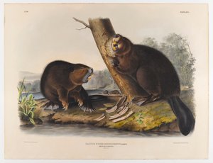 Castor américain, 1844 - John James Audubon