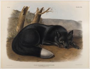 Renard noir ou argenté américain - John James Audubon