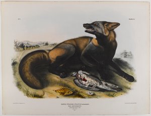 Renard croisé américain - John James Audubon