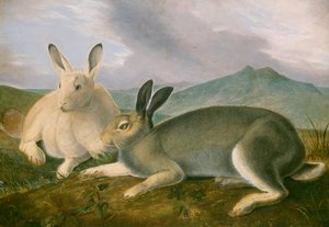 Lièvre arctique - John James Audubon