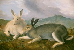 Lièvre arctique, c.1841 - John James Audubon