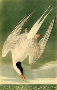 Sterne arctique, 1835, 1942