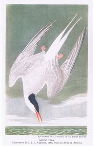 Sterne arctique
