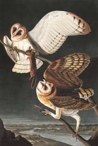 Effraie des clochers, Tyto Alba, de "Les Oiseaux d