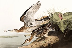 Bécasseau de Bartram, Bartramia Longicauda, de "Les Oiseaux d