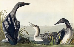 Plongeon à gorge noire - John James Audubon
