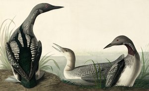 Plongeon arctique, Colymbus Arcticus, de "Les Oiseaux d