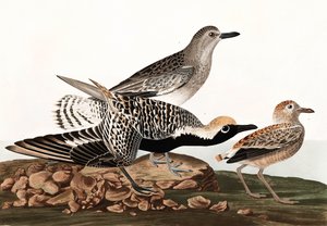 Pluvier argenté, Charadrius Helveticus, de "Les Oiseaux d