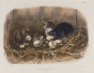 Rat noir, vers 1845 - John James Audubon