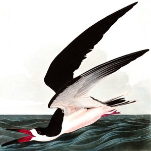 Skimmer noir ou Puffin, Rhincops Nigra, de "Les Oiseaux d