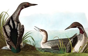 Plongeon arctique, Colymbus Arcticus, de "Les Oiseaux d