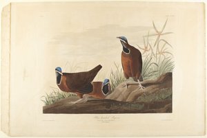 Pigeon à tête bleue - John James Audubon