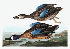 Sarcelle à ailes bleues, Anas Discors, de "Les Oiseaux d