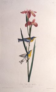 Paruline à dos jaune. De Les Oiseaux d