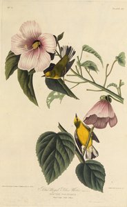 Paruline jaune à ailes bleues. De Les Oiseaux d