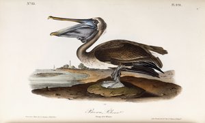 Pélican brun - John James Audubon
