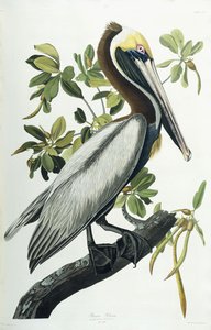 Pélican brun, 1835 - John James Audubon