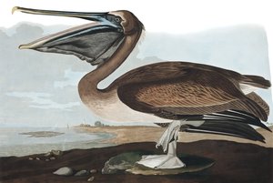 Pélican brun, Pelecanus Fuscus, de "Les Oiseaux d