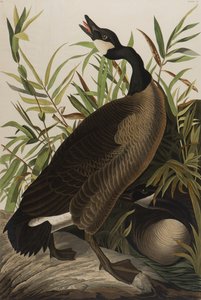 Bernache du Canada, 1827-1838 - John James Audubon