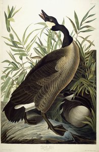 Bernache du Canada - John James Audubon