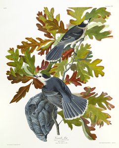 Mésangeai du Canada - John James Audubon