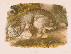 Lynx du Canada - John James Audubon