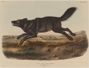 Canis Lupus (Loup noir d