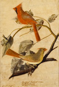 Gros-bec cardinal - John James Audubon