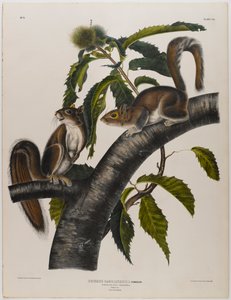 Écureuil gris de Caroline - John James Audubon