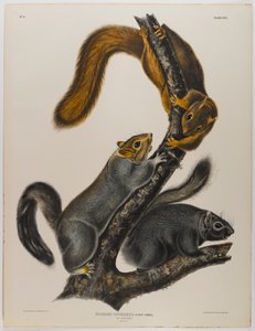 Écureuil chat - John James Audubon