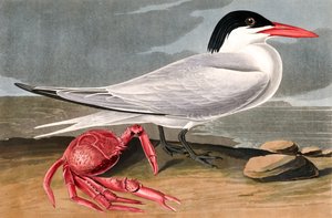Sterne de Cayenne, Sterna Maxima, de "Les Oiseaux d