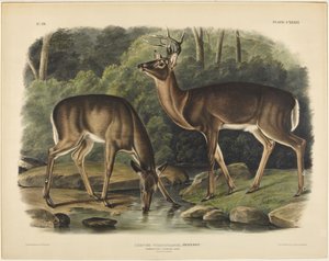 - John James Audubon