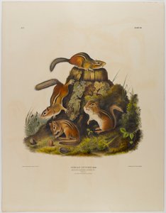 Tamia rayé - John James Audubon