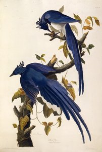 Geai de Columbia Garrulus ultramarinus. De Les Oiseaux d