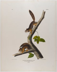 Écureuil colombien - John James Audubon