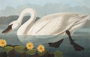 Cygne américain, Cygnus Americanus, de "Les Oiseaux d