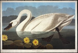 Cygne américain commun. Cygne siffleur