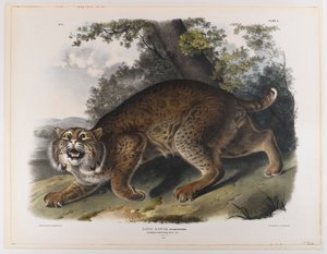 Chat sauvage américain commun - John James Audubon