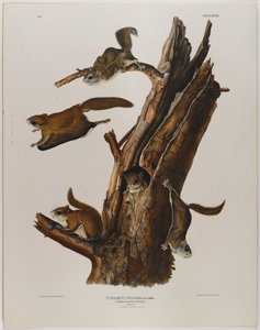 Écureuil volant commun