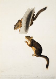 Écureuil de Douglas, pour le folio Les Quadrupèdes Vivipares d